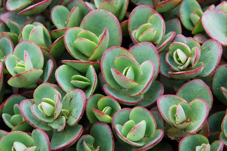 Sedum hybrid 'Lime Zinger'