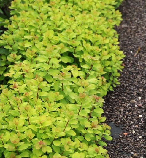 Spiraea betulifolia 'Tor Gold'