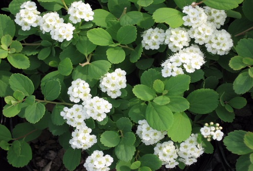 Spiraea betulifolia 'Tor'