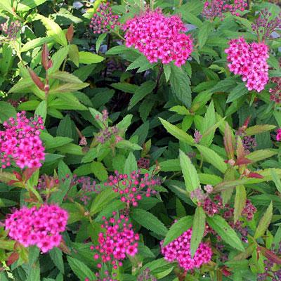 Spiraea japonica 'Anthony Waterer'