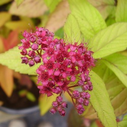 Spiraea japonica 'Firelight'