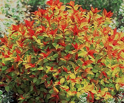 Spiraea japonica 'Goldflame'