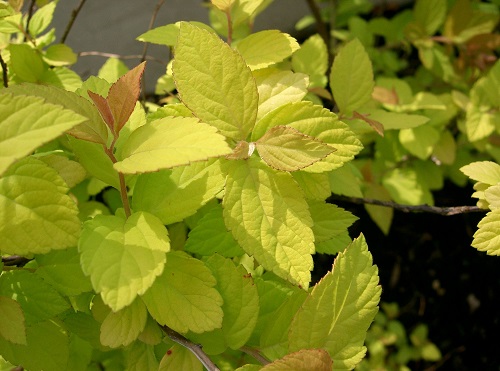 Spiraea japonica 'Goldmound'