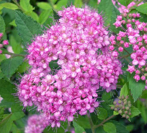 Spiraea japonica 'Little Princess'