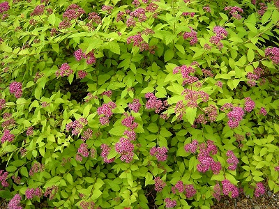 Spiraea japonica 'Magic Carpet' Walbama