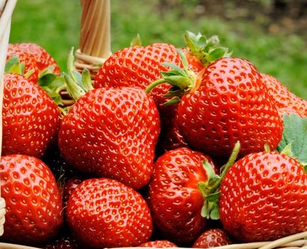Strawberry - Fragaria ananassa 'Eversweet'