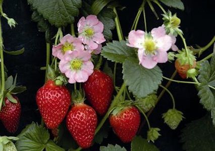 Strawberry - Fragaria chiloensis