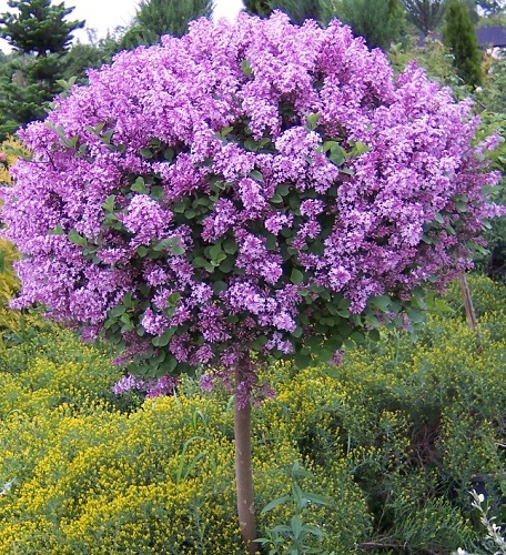 Syringa meyeri 'Palibin'