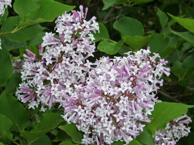 Syringa patula 'Miss Kim'