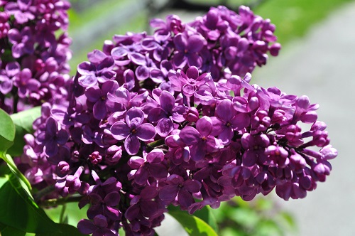 Syringa vulgaris 'Agincourt Beauty'