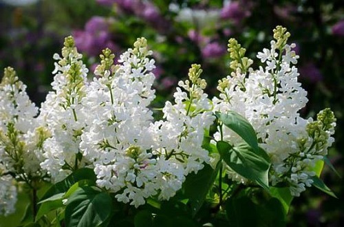 Syringa vulgaris 'Bridal Memories'