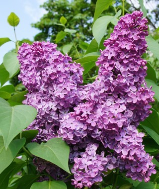 Syringa vulgaris 'Charles Joly'