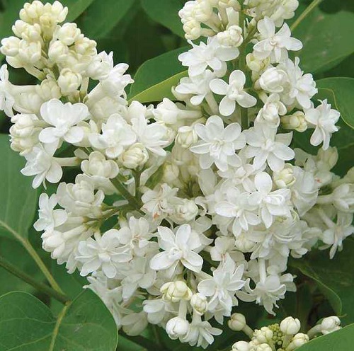 Syringa vulgaris 'Fiala Remembrance'