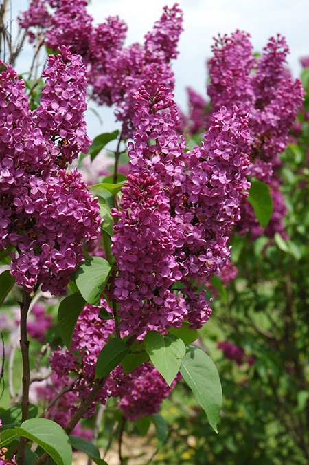 Syringa vulgaris 'Ludwig Spaeth'