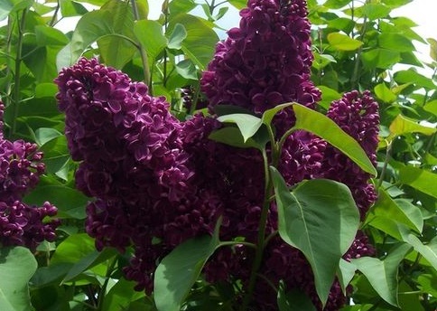 Syringa vulgaris 'Monge'