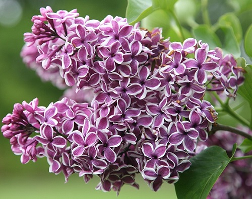 Syringa vulgaris 'Sensation'