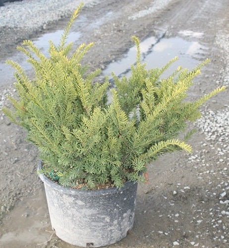 Taxus cuspidata 'Morden'