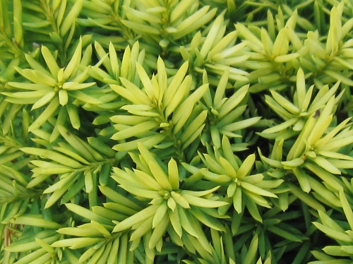 Taxus cuspidata 'Nana Aurescens'