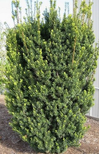 Taxus media 'Hicksii'