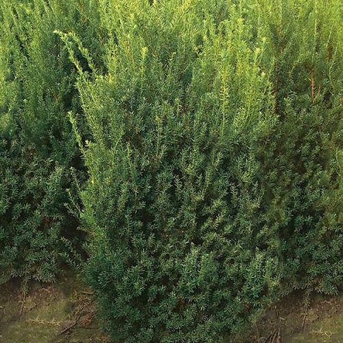 Taxus media 'Hilli'