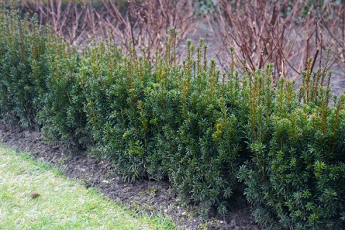 Taxus media 'Rising Star'