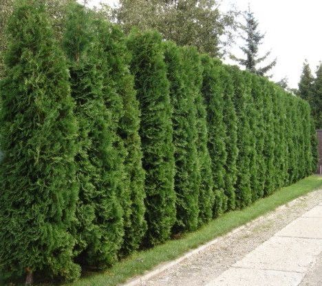 Thuja occidentalis 'Brandon'