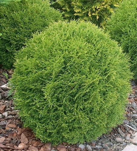 Thuja occidentalis 'Danica'