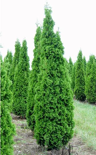 Thuja occidentalis 'DeGroot's Spire'