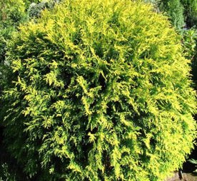 Thuja occidentalis 'Golden Globe'