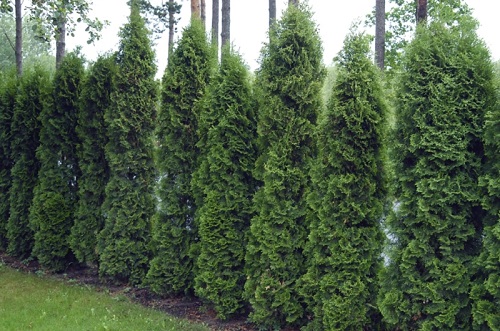 Thuja occidentalis 'Holmstrup'