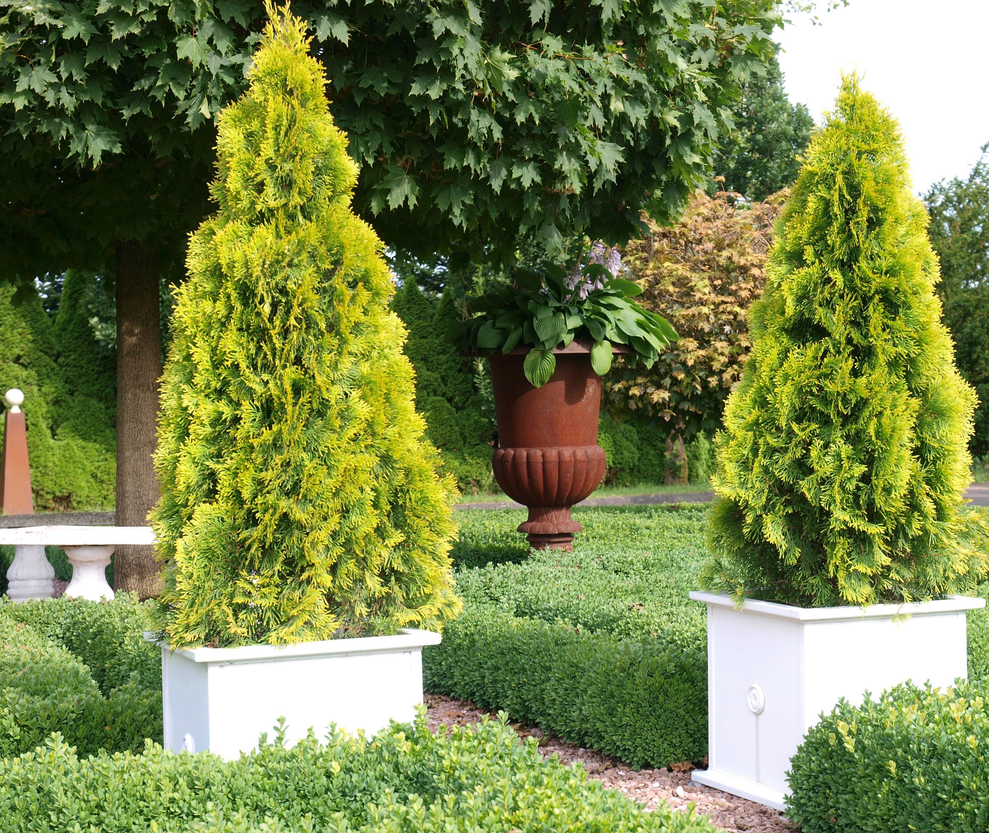 Thuja occidentalis Highlights® 'Janed Gold'