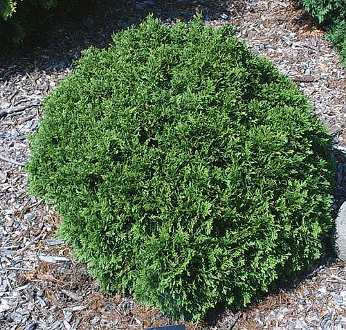 Thuja occidentalis 'Little Giant'