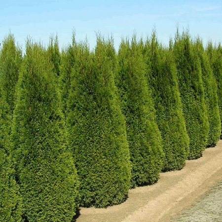 Thuja occidentalis 'Smaragd'