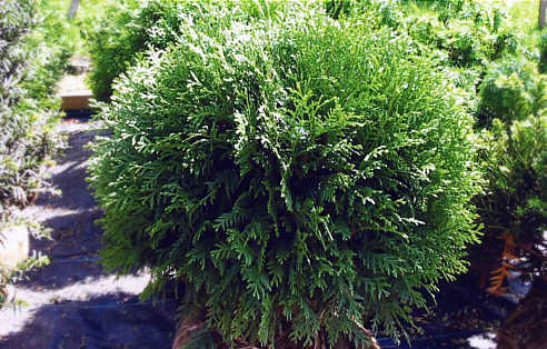 Thuja occidentalis 'Woodwardii'