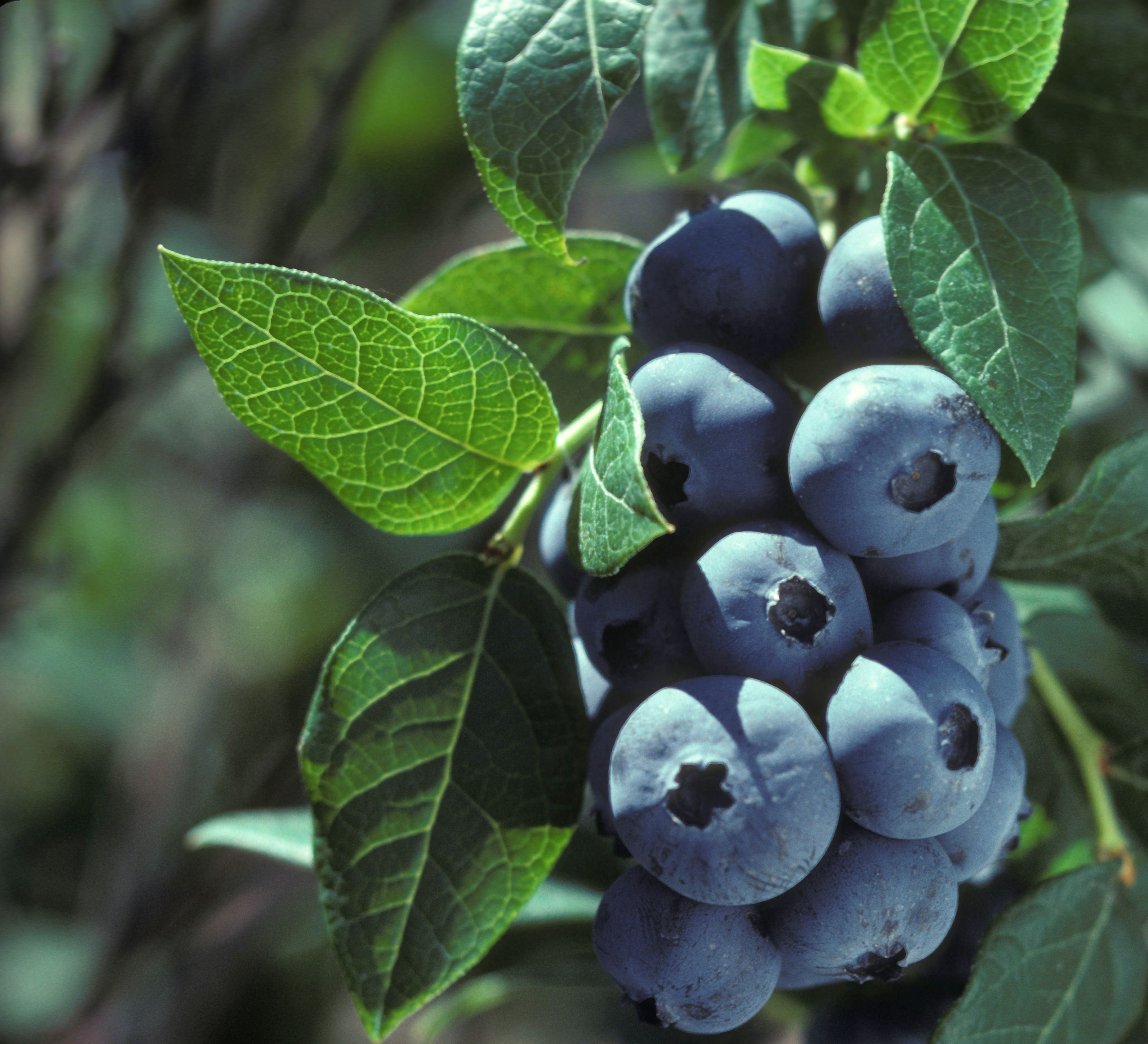 Vaccinium corymbosum 'Chippewa'