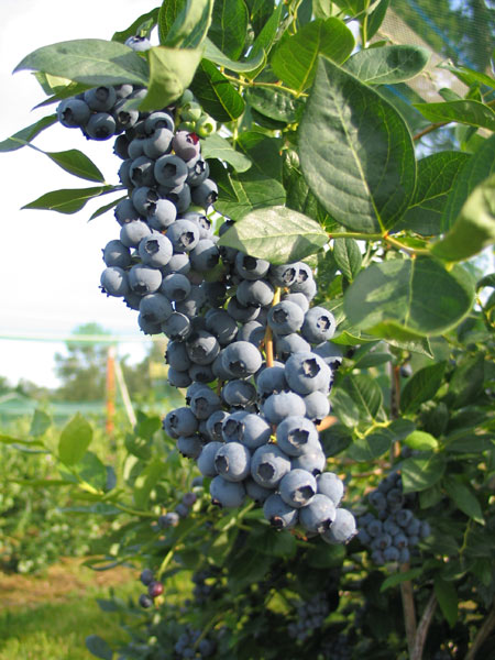 Vaccinium corymbosum 'Duke'