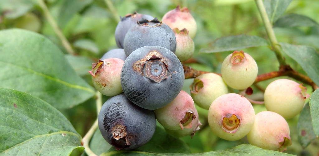 Vaccinium corymbosum 'Elliott'