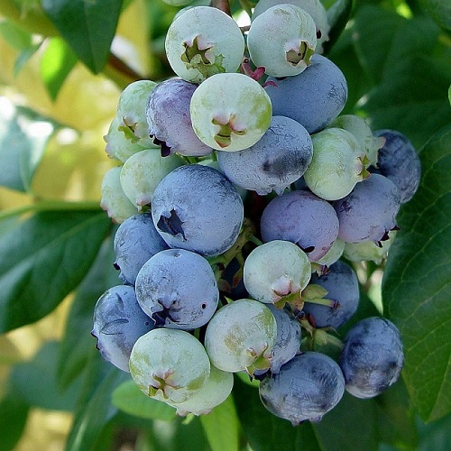 Vaccinium corymbosum 'Jersey'