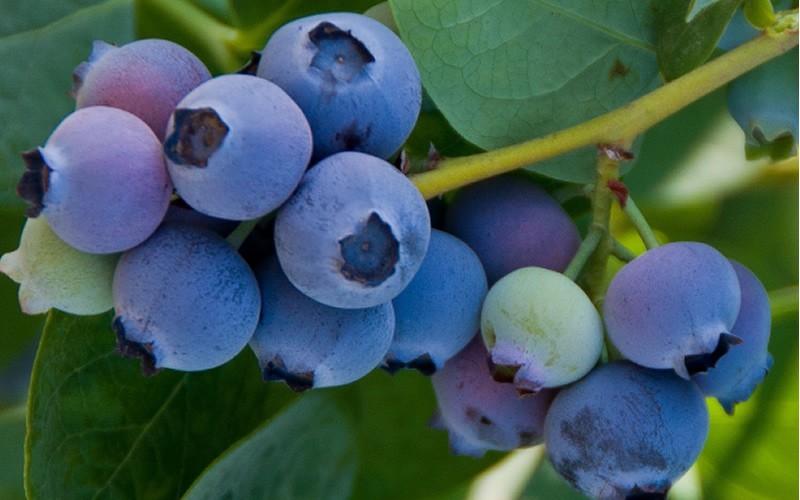 Vaccinium corymbosum 'Jubilee'