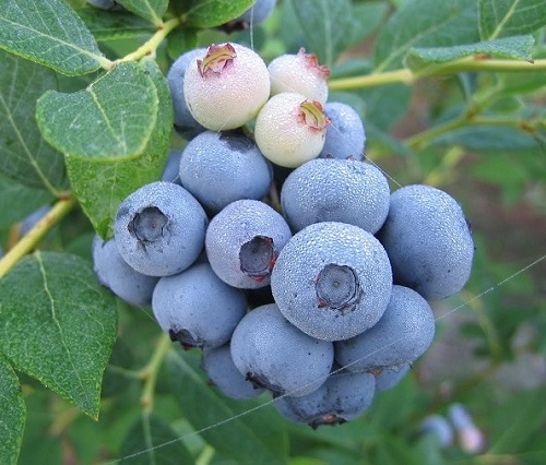 Vaccinium corymbosum 'Legacy'