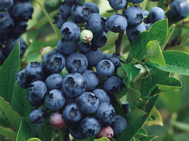 Vaccinium corymbosum 'Northsky'