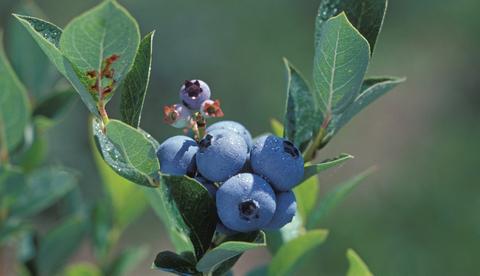 Vaccinium corymbosum 'Polaris'