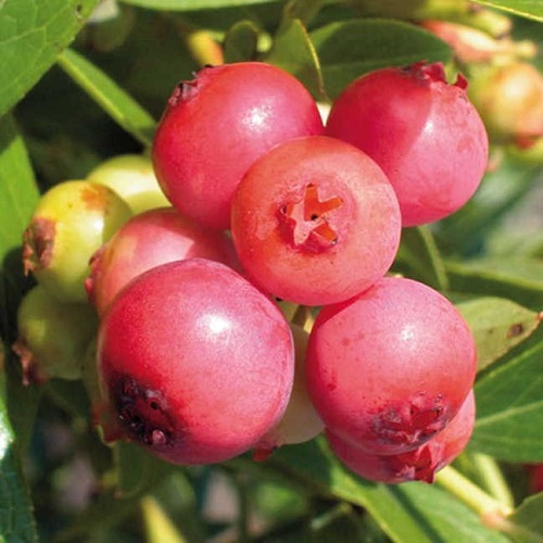 Vaccinium hybrid 'Pink Lemonade'