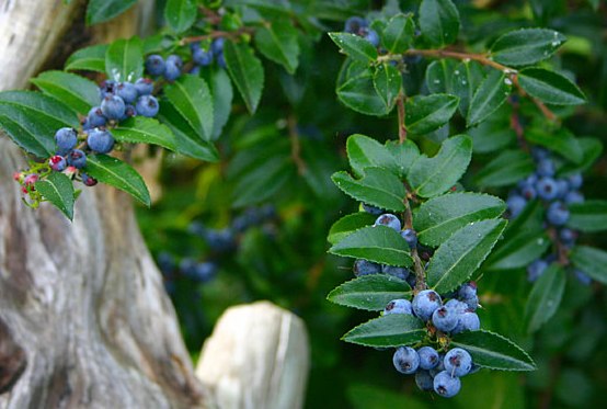 Vaccinium ovatum