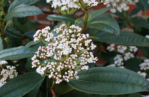 Viburnum davidii