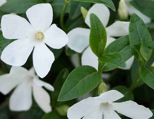 Vinca minor 'Alba'