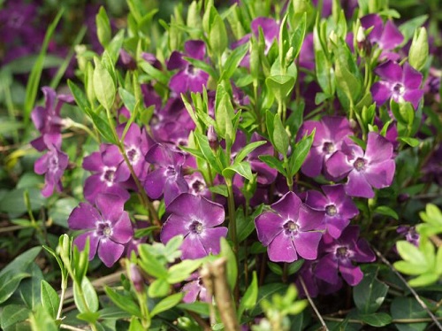 Vinca minor 'Atropurpurea'
