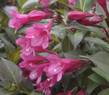 Weigela florida 'Minor Black'