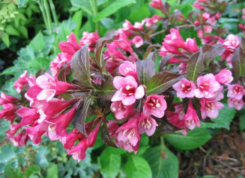 Weigela florida 'Tango'