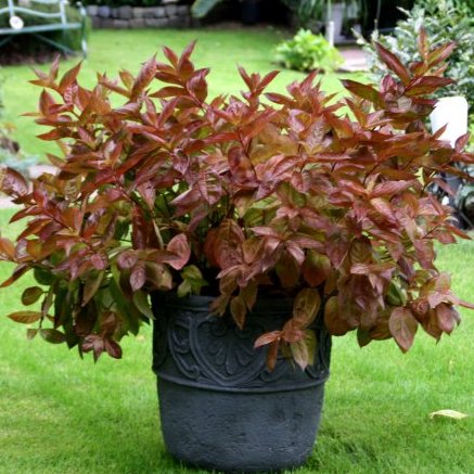 Weigela florida Wings of Fire™ PP21920*